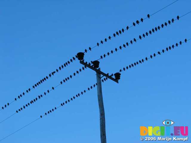 19100 Birds on a wire